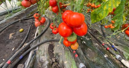 Un nou blocaj pe piata legumelor. Avem solarii pline de tomate care vor ramane nerecoltate. Cat a scazut pretul
