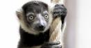 Lemur de Madagascar de la Gradina Zoologica d<span style='background:#EDF514'>IN CALARASI</span>, furat de un tanar. Animalul a fost gasit intr-un imobil abandonat, legat de picioare