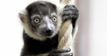 Lemur de Madagascar de la Gradina Zoologica din Calarasi, furat de un tanar. Animalul a fost gasit intr-un imobil abandonat, legat de picioare