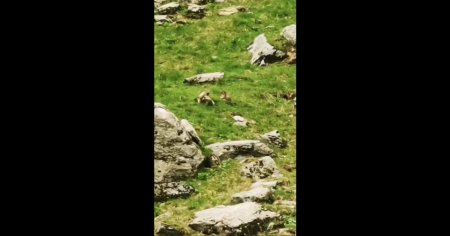 Trei marmote filmate cum stau cu <span style='background:#EDF514'>BURTA</span> la soare si se joaca in iarba VIDEO