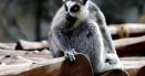 Un lemur a fost furat de la Gradina Zoologica d<span style='background:#EDF514'>IN CALARASI</span>. Animalul a fost gasit intr-o cladire abandonata, legat de picioare