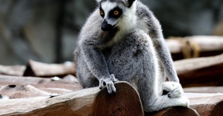 Un lemur a fost furat de la Gradina Zoologica din Calarasi. Animalul a fost gasit intr-o cladire abandonata, legat de picioare