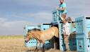 Caii salbatici se intorc pe campiile Kazahstanului, dupa secole