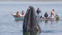 Balenele gri s-au <span style='background:#EDF514'>MICSORA</span>t cu 2 metri in ultimii 20 de ani (Studiu)
