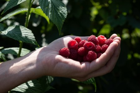 Zmeura, fructul de aur al Romaniei: De ce costa de trei ori mai mult decat <span style='background:#EDF514'>IN MOLDOVA</span>?