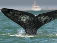 Balenele cenusii din Pacific s-au <span style='background:#EDF514'>MICSORA</span>t cu nu mai putin de 13% in ultimele doua decenii