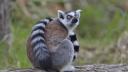 Un lemur a fost furat de la Gradina Zoologica d<span style='background:#EDF514'>IN CALARASI</span>. Maimutica a fost gasita legata de picioare, intr-o casa abandonata