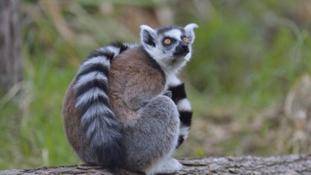 Un lemur a fost furat de la Gradina Zoologica din Calarasi. Maimutica a fost gasita legata de picioare, intr-o casa abandonata