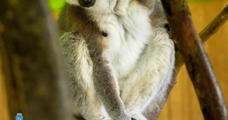 Un tanar din Calarasi a furat un lemur de la o gradina zoologica. Animalul a fost gasit legat de picioare si traumatizat