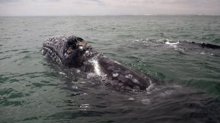 Ecosistemul in pericol. Numarul balenelor cenusii din Pacific s-a redus dramatic in ultimele doua decenii