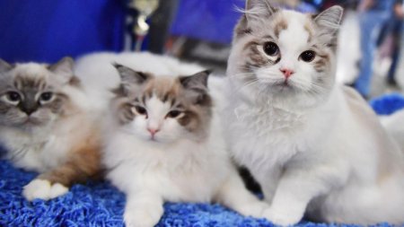 10 cele mai potrivite rase de pisici pentru varstnici