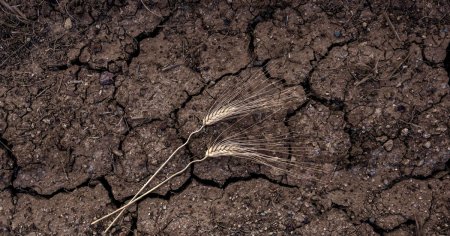 Seceta si caldura: provocari majore pentru agricultura Romaniei. Care sunt cele mai afectate culturi