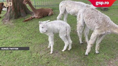 O alpaca germana botezata Ronaldo CR7!