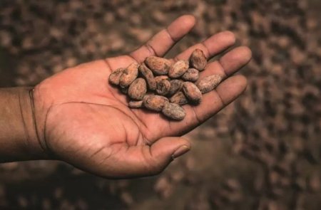 S-a triplat pretul pentru cacao. Producatorii de dulciuri, afectati de scumpirile exagerate