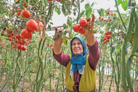 Razboiul rosiilor: Maroc este un urias in crestere al exporturilor de fructe si legume care ii face nervosi pe fermierii europeni. Cu pietele traditionale de export si chiar cu cele locale acaparate de produsele magrebiene, agricultorii europeni incearca sa castige teren diversificandu-si sau specializandu-si culturile
