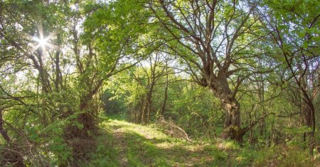 Satul misterios din Romania care a fost inghitit complet de padure. Unde se afla locul unic din tara noastra: Am simtit ca s-a oprit timpul