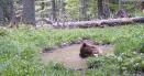 Scaldatoarea ursului din Parcul National Retezat. Imagini rare surprinse in salbaticia muntilor VIDEO