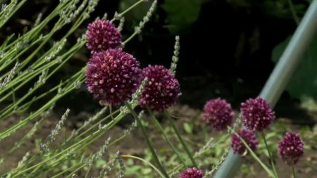 Legumele neobisnuite descoperite si aclimatizate la Buzau. La ce poate fi folosita <span style='background:#EDF514'>SALATA</span> picanta. O planta viguroasa