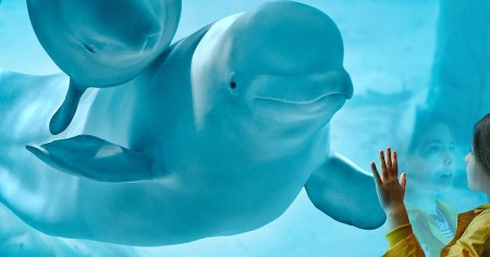 Imagini spectaculoase din timpul salvarii unor delfini albi din Ucraina: Sansele lor de supravietuire ar fi fost foarte mici VIDEO