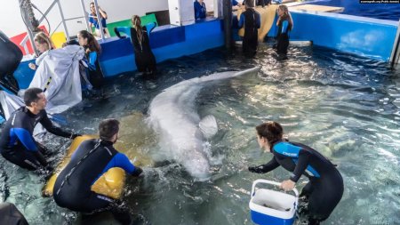 Balenele beluga, Plombir si Miranda, salvate de la Harkov prin Chisinau au ajuns la Oceanogràfic Valencia