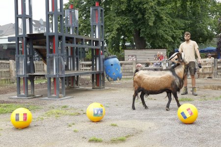 Oracolul din Koln, tapul Hennes, a pronosticat rezultatul la Belgia - Romania » Suspiciuni de 