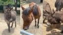 Povestea adapostului de animale de la Cernavoda care face ateliere de jucarii si aduce detinuti sa interactioneze cu magarusii: 