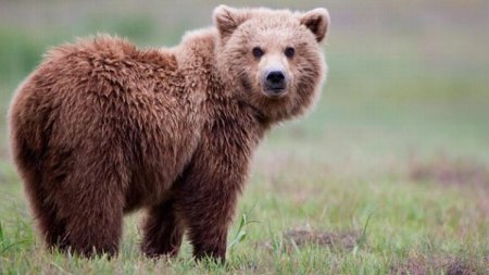 O noua avertizare Ro-Alert in <span style='background:#EDF514'>SINAIA</span>, dupa ce un urs a fost vazut pe strada