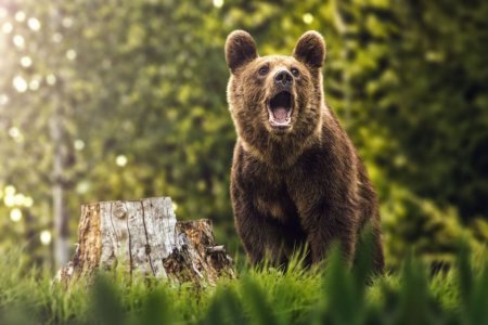 Doi tineri atacati de un urs in statiunea Slanic Moldova