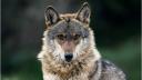 O femeie a fost atacata de lupi intr-un parc safari de langa Paris