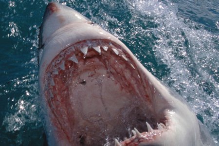 Un actor din Piratii din Caraibe a murit dupa ce a fost atacat de un rechin