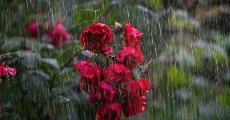 Meteorologii au emis un Cod Rosu de ploi torentiale si vijelii. Care sunt localitatile afectate