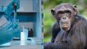 Cazul uimitor al unei <span style='background:#EDF514'>CREATURI</span> hibrid intre un cimpanzeu si un om, crescut in laborator de cercetatori. Ce s-a intamplat