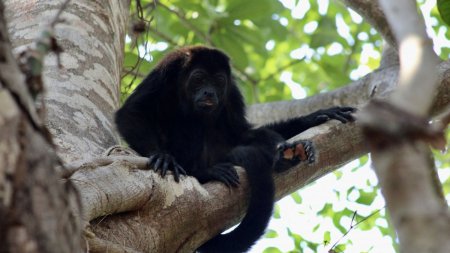 Peste 200 de maimute urlatoare au murit in Mexic din cauza caldurii