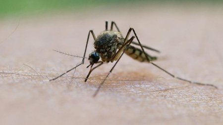 Cel mai temut adversar al nemtilor este in cantonament. Ataca devastator