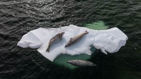 Antarctica se indreapta spre o topire necontrolata