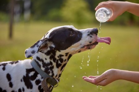 Cum ai grija de animalul tau de companie pe canicula