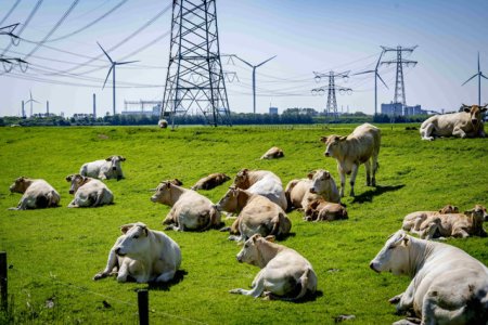 Lovitura pentru fermieri. O tara europeana ii va taxa drastic pe crescatorii de bovine pentru emisiile de dioxid de carbon