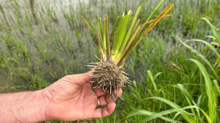 Din Ucraina si pana in Vestul Mijlociu al SUA, vremea extrema ameninta culturile agricole