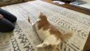 O pisica obeza face senzatie pe internet cu regimul ei de slabit. VIDEO