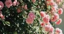 Ce trebuie sa faci pentru ca trandafirii sa in<span style='background:#EDF514'>FLOREASCA</span> tot sezonul. Secretul pentru o gradina ca in povesti