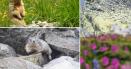 Marmotele din Alpi, adaptate perfect in Retezat. Aparitiile lor pe munte ii incanta pe turisti VIDEO