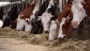 Flatulenta fiecarei vaci ii va costa pe <span style='background:#EDF514'>FERMIERI</span> cate 100 de dolari. De ce va fi impusa prima taxa pe carbon pentru animale din lume, in Danemarca
