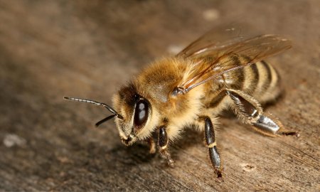 Detectarea cancerului pulmonar cu ajutorul albinelor!