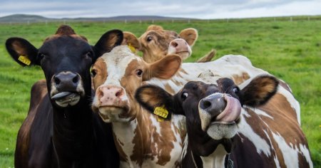Danemarca, prima tara din lume care va introduce taxa pe emisiile de gaze emise de animalele fermierilor