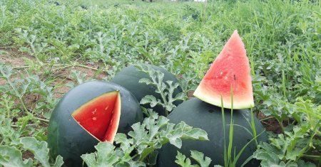 Au aparut pepenii romanesti in piete! Cat costa un kilogram