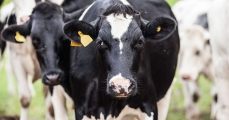 O femeie a fost atacata si ucisa de o turma de vaci in Austria. Ce a enervat bovinele?