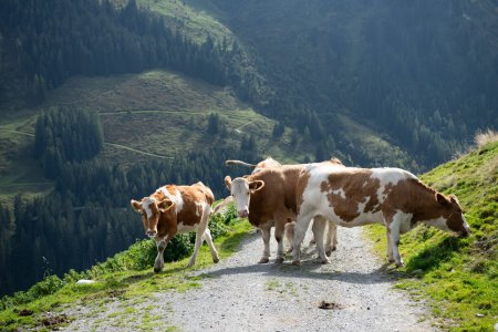 O femeie aflata in excursie, de ziua ei, in Alpii austrieci a fost ucisa de o turma de vaci. Fiicele ei, ranite