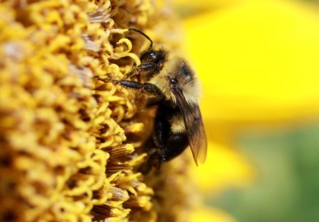 Albinele pot detecta cancerul pulmonar