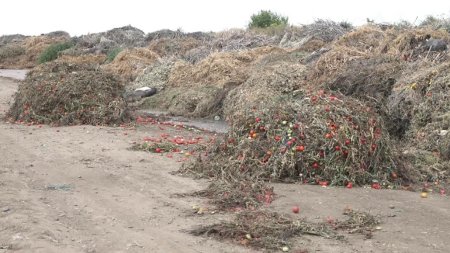 Fermierii din Galati arunca legumele direct la groapa de gunoi. Rosiile cu 50 de bani kilogramul nu le cumpara nimeni