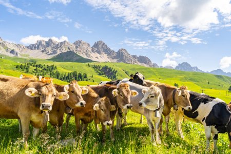 Turista ucisa de vaci in Alpii austrieci
